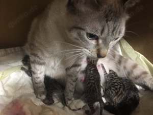 Bengal-Siam-Mix Kitten in Silver, Black und Brown Bild 4