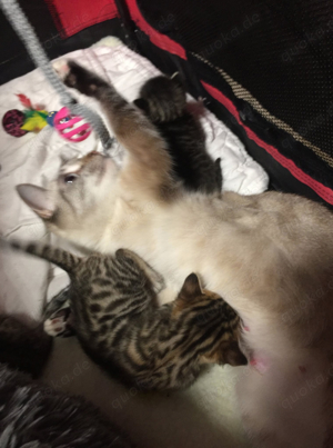 Bengal-Siam-Mix Kitten in Silver, Black und Brown Bild 5