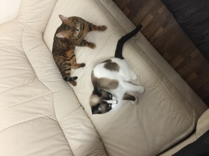 Bengal-Siam-Mix Kitten in Silver, Black und Brown Bild 6