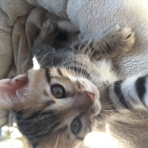 EHK-Bengal Kitten Bild 2