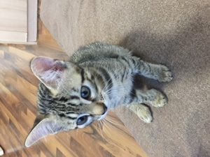 EHK-Bengal Kitten Bild 3