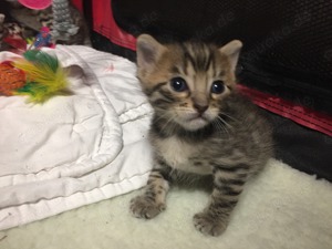 EHK-Bengal Kitten Bild 4