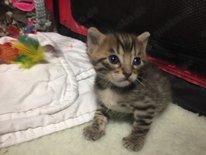 EHK-Bengal Kitten Bild 5