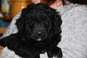 Drei wunderschöne Bernedoodle Welpen suchen liebe Familien