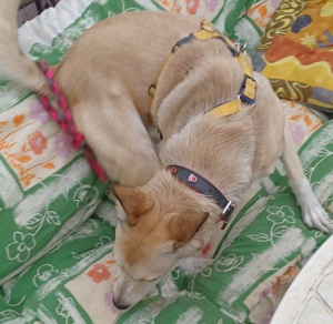 Lilly, a.d.Tierschutz, sucht Herzensmenschen  Bild 4