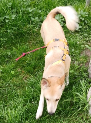 Lilly, a.d.Tierschutz, sucht Herzensmenschen  Bild 3