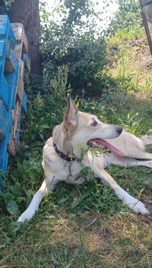 Lilly, a.d.Tierschutz, sucht Herzensmenschen  Bild 5