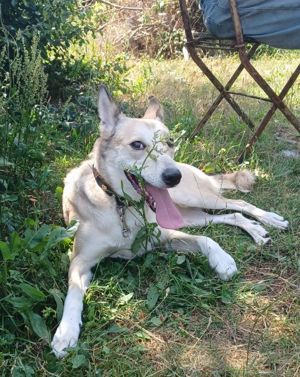 Lilly, a.d.Tierschutz, sucht Herzensmenschen  Bild 7