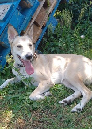 Lilly, a.d.Tierschutz, sucht Herzensmenschen  Bild 6