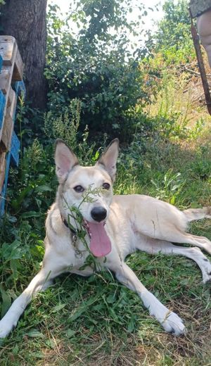 Lilly, a.d.Tierschutz, sucht Herzensmenschen  Bild 2