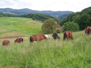 2 Ponystellplätze ab sofort frei ! Bild 4