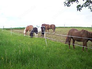 2 Ponystellplätze ab sofort frei ! Bild 3