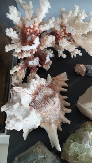 Mineralien Sammlung Kristall Bild 3