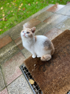 BKH Kitten zu verkaufen 