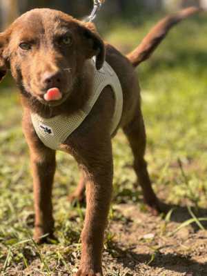 Tamino kleiner Hundejunge sucht die Familie fürs Leben