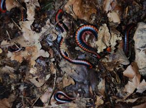 Xenobolus carnifex - Tausendfüßer - Asseln - Terrarium Bild 9