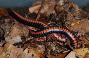 Xenobolus carnifex - Tausendfüßer - Asseln - Terrarium Bild 3