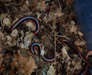 Xenobolus carnifex - Tausendfüßer - Asseln - Terrarium Bild 8