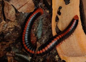 Xenobolus carnifex - Tausendfüßer - Asseln - Terrarium Bild 6