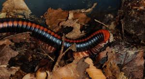 Xenobolus carnifex - Tausendfüßer - Asseln - Terrarium Bild 4