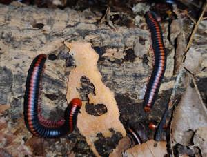 Xenobolus carnifex - Tausendfüßer - Asseln - Terrarium Bild 7