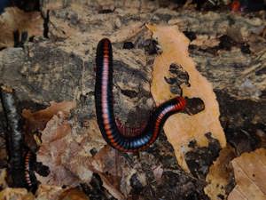 Xenobolus carnifex - Tausendfüßer - Asseln - Terrarium Bild 2