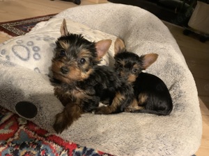 Yorkshire Terrier Welpen 