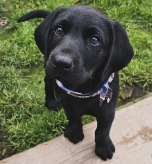 Liebevolle Labrador-Welpen zu verkaufen