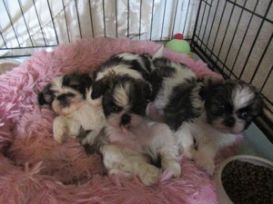 Hunde-Baby s Shih Tzu sucht einen neuen Dosenöffner