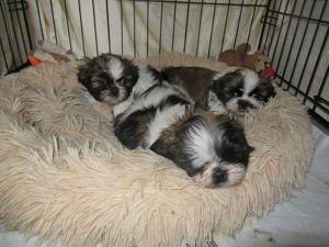 Herzensbrecher Shih tzu Baby s suchen eine neue Kuschelhöhle