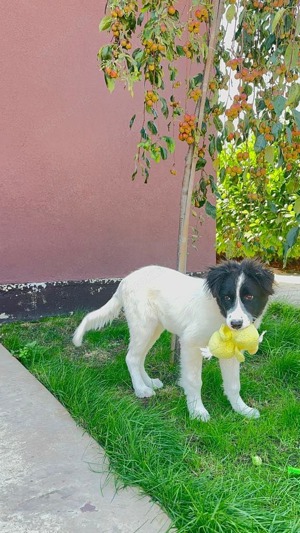 Bodercollie Mix Victoria