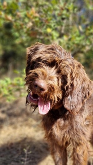 Labradoodle Mix Hochie