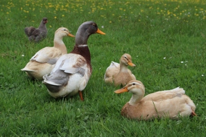 Bruteier und Küken von reinrassigen Sachsenenten