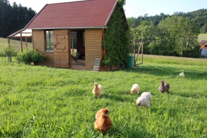 Bruteier von super flauschigen Zwergseidenhühner alle Farben Bild 3