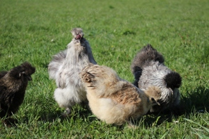 Bruteier von super flauschigen Zwergseidenhühner alle Farben Bild 9