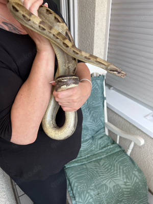 Boa Constrictor Motley (female)  Bild 3