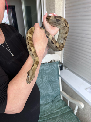 Boa Constrictor Motley (female) 