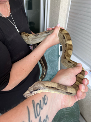 Boa Constrictor Motley (female)  Bild 2