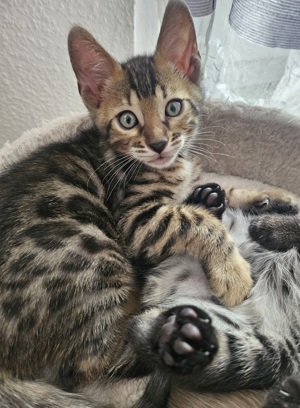 Bengal Mix Kitten 