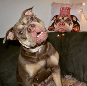 Reinrassige OEB Old English Bulldog Hündin in Lilac