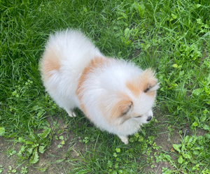 Pomeranian Zwergspitz 