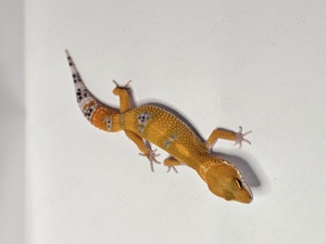 Leopardgecko Mandarin het. Tremper 0.1 ENZ 07.24