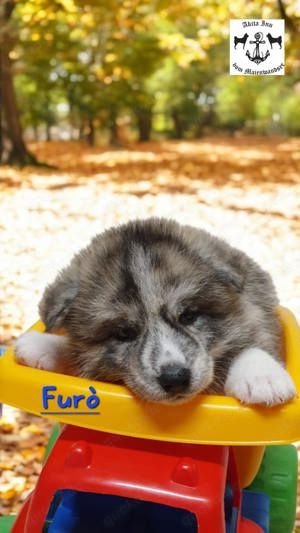 Reinrassige Japanische Akita Inu Welpen mit Pedigree Ahnentafel und Gesundheitszeugnis 