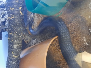 Drymarchon Melanurus Bild 2
