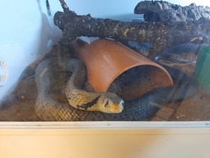 Drymarchon Melanurus