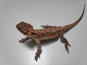 Farb Bartagamen Rot Orange Hypo het. Trans Pogona