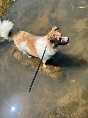 Liebevolle Schäferhund Collie Mix Hündin