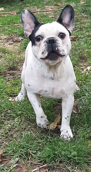 Französische Bulldoggen Geschwister suchen neue Familie 