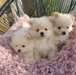 Süße Zwergspitz Pomeranien Welpen suchen ein liebevolles Zuhause 