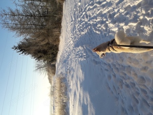 Husky Rüde Hund